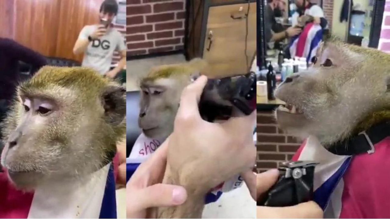 Viral Video: सैलून पहुंचकर बंदर  ने बनवाई दाढ़ी, लोग बोले- लगता है जनाब की शादी है