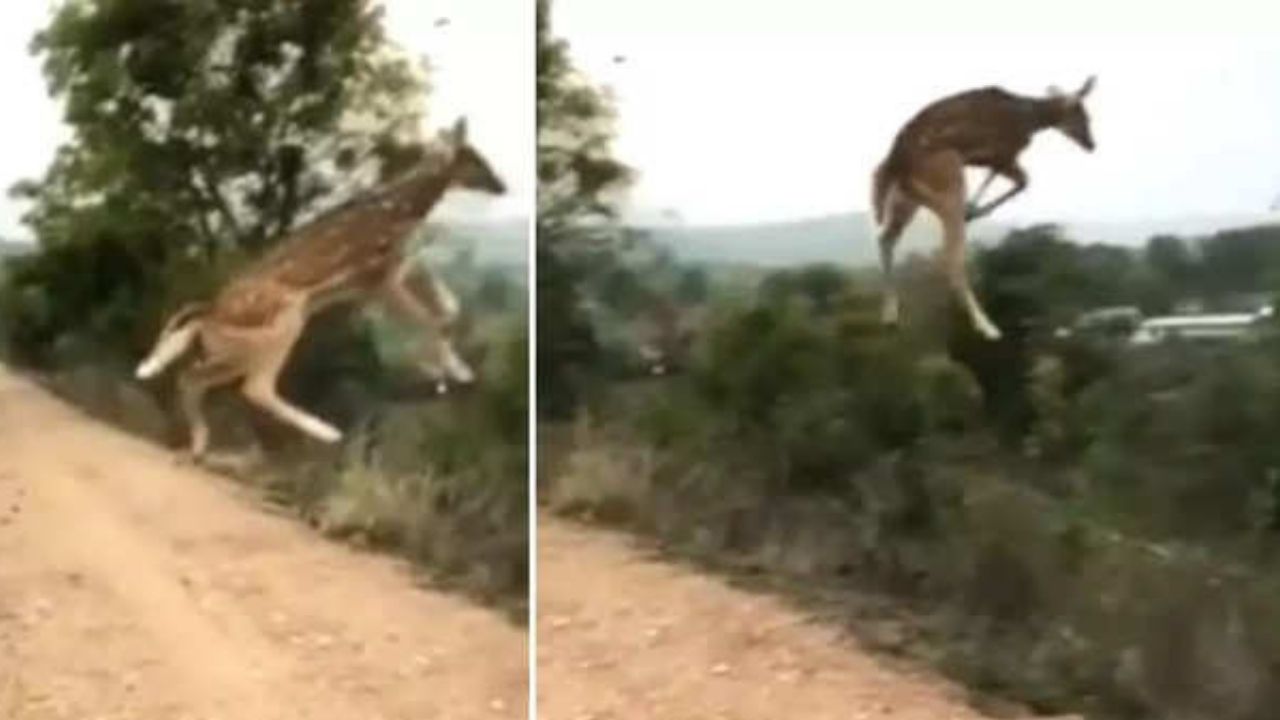 Viral News: हिरण की इस छलांग को मिल सकता है ओलंपिक मेडल! देखें आज का ट्रेडिंग वीडियो