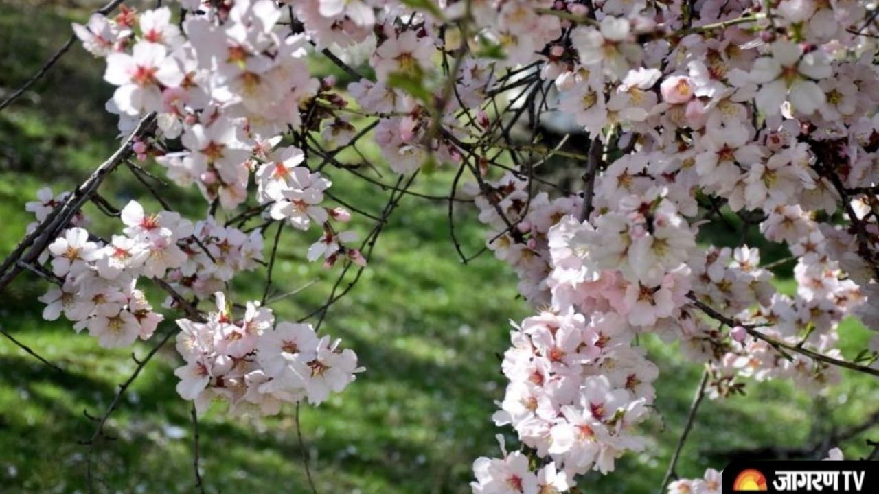 Badamwari Garden 2022: Almond flower bloom in Kashmir Valley, see entry ticket, location, history and more