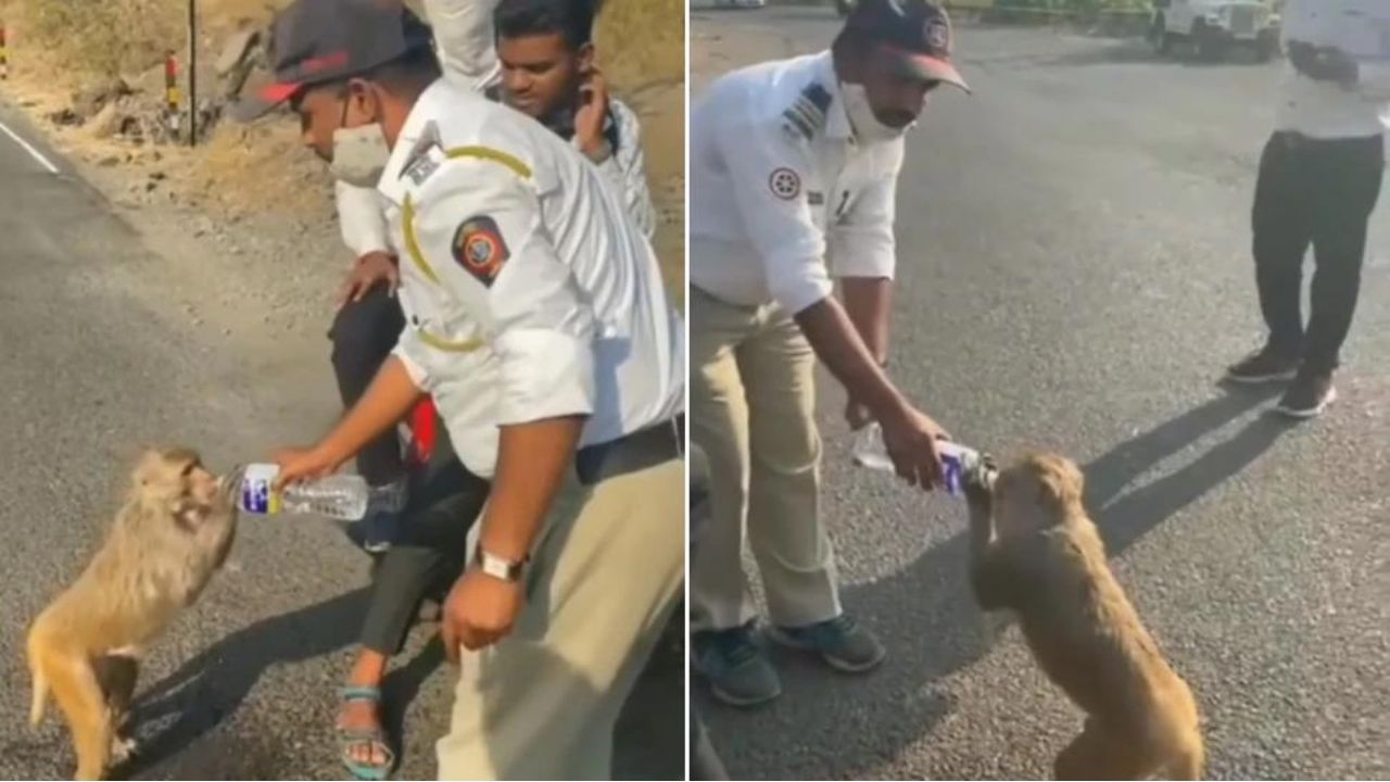 Viral Video : प्यास से तड़प रहे बंदर को इस पुलिसवाले ने पिलाया पानी, सोशल मीडिया पर वीडियो वायरल