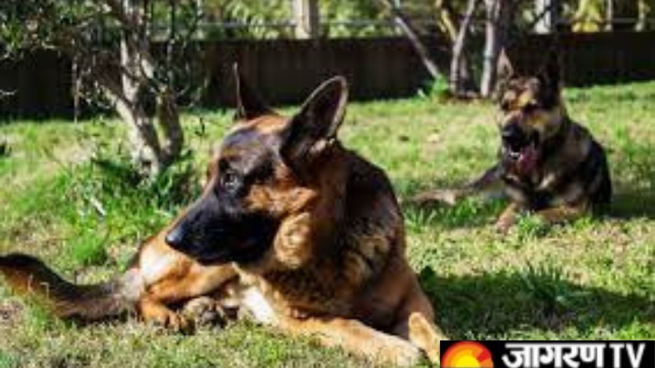 National Pet Day 2022: Famous Indian Police pet dogs who are known for their keen nose, tracking skills and bravery