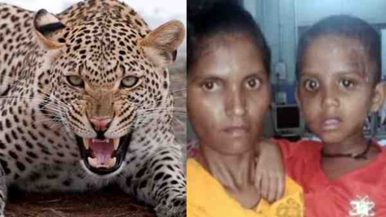 Viral News: तेंदुए ने 3 साल की बच्ची पर किया खूंखार हमला, तो मां ने अपनी बच्ची को बचाने के लिए लगा दी जान की बाजी