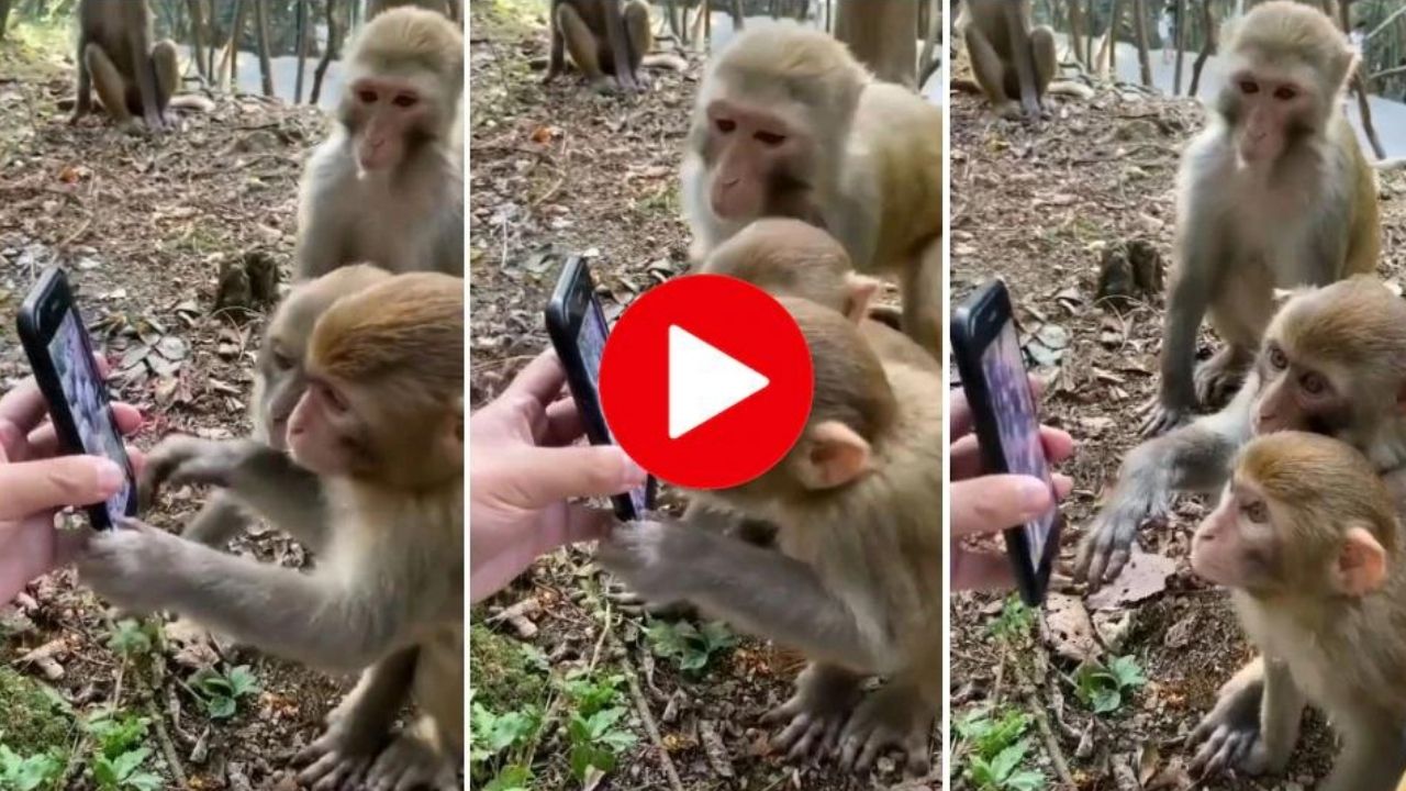 Viral Video : बंदरों को दिखाया गया उन्हीं का वीडियो, इसके बाद जो हुआ वो देखकर छूट जाएगी आपकी भी हंसी