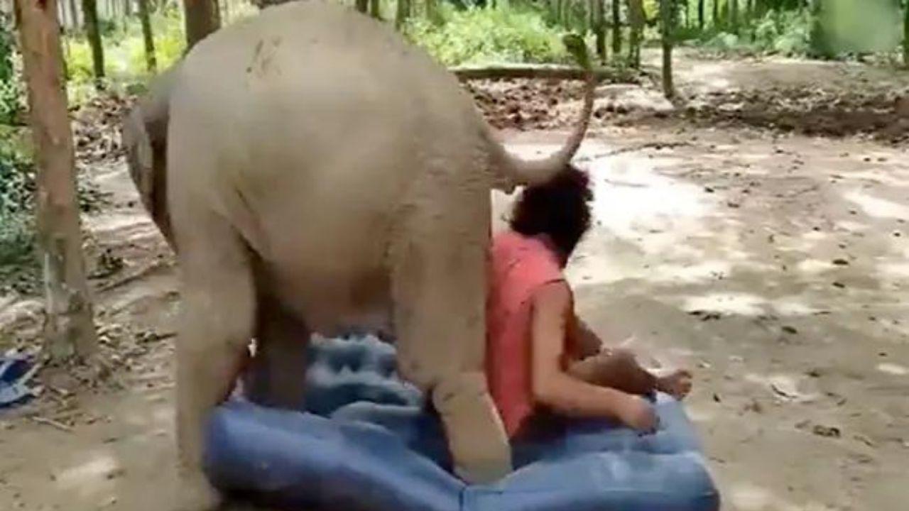 Viral Video :  हाथी के गद्दे पर गलती से सो गया शख्स, फिर गजराज ने किया कुछ ऐसा जिसे देखकर आप भी हो जाएंगे हैरान