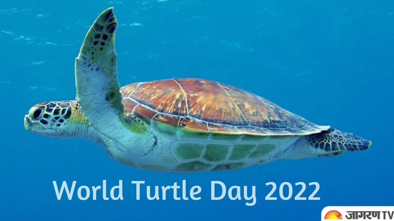 World Turtle Day 2022: History, Significance, Conservation and more