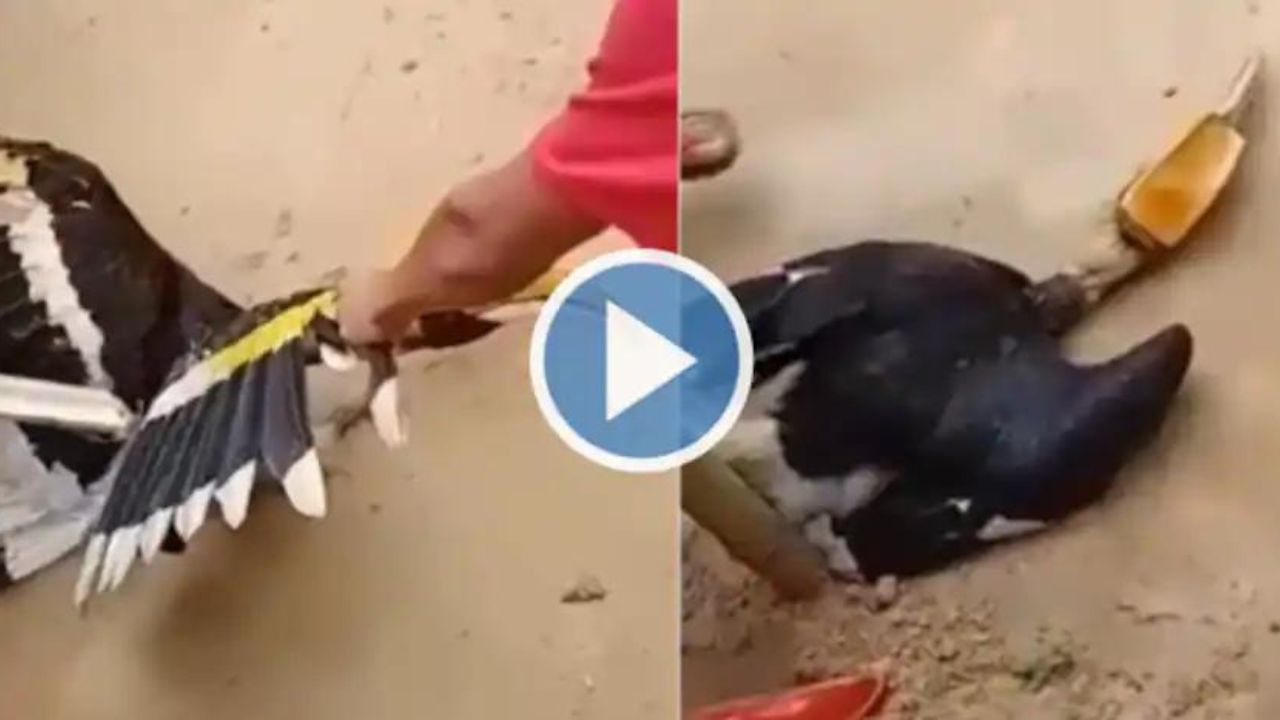 Viral Shocking Video: नागालैंड में दुर्लभ पक्षी Hornbil को बेरहमी से पीट-पीटकर की गयी हत्या, तो लोगों का कांप उठा दिल