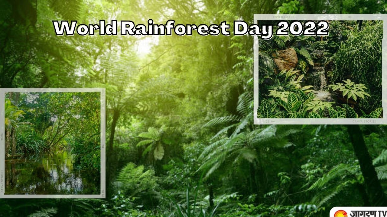 World Rainforest Day 2022: History, Significance, Rainforests in India and more