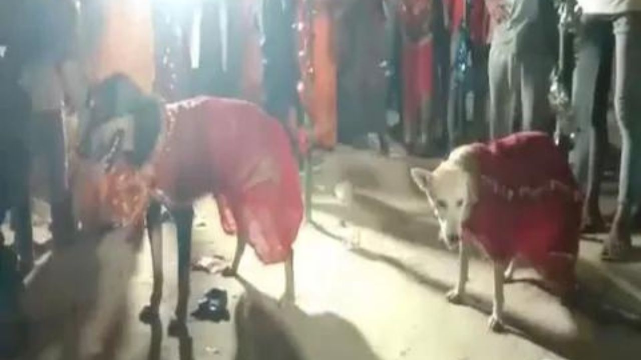 Viral News: बिहार में बड़े शाही अंदाज में हुई कुत्ते की शादी, 400 लोगों की दावत और बैंड बाजा बजाते हुए निकली बारात