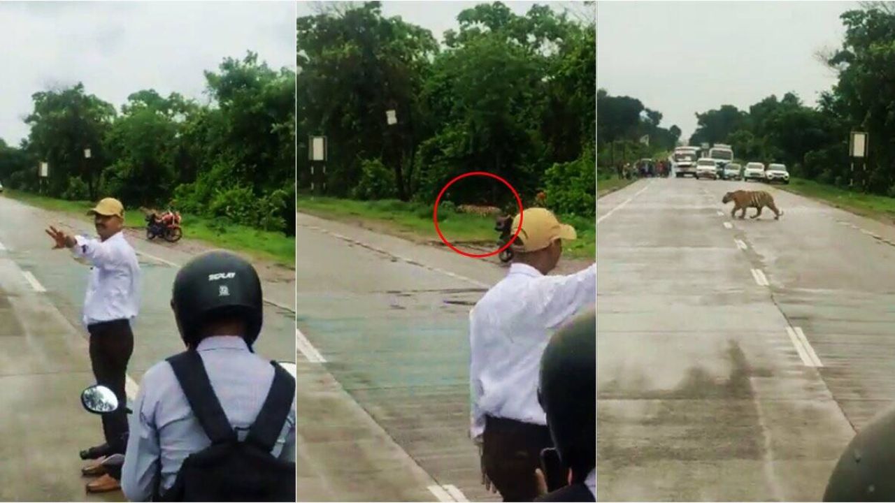 Video: बाघ ने पूरी बादशाहत के साथ की हाईवे पर एंट्री, तो ट्रैफिक पुलिसकर्मी ने दिखाई गजब की समझदारी