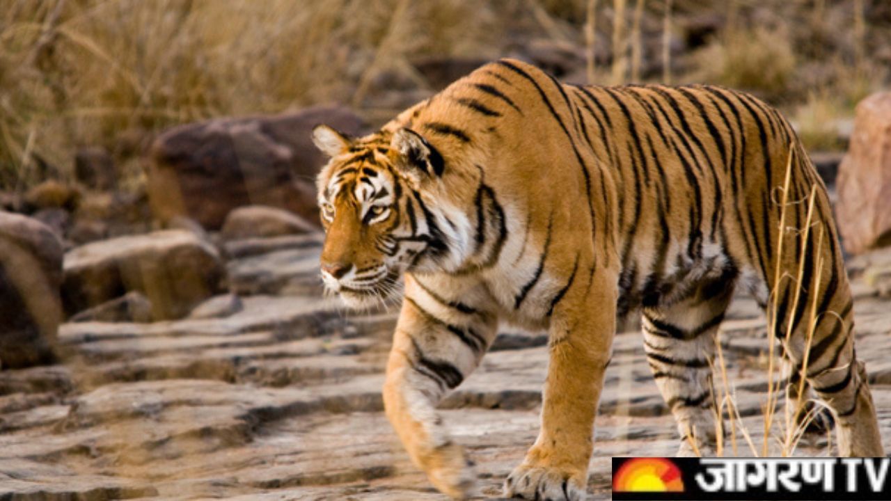 International Tiger Day 2022: Date, History, Significance and Theme of this year