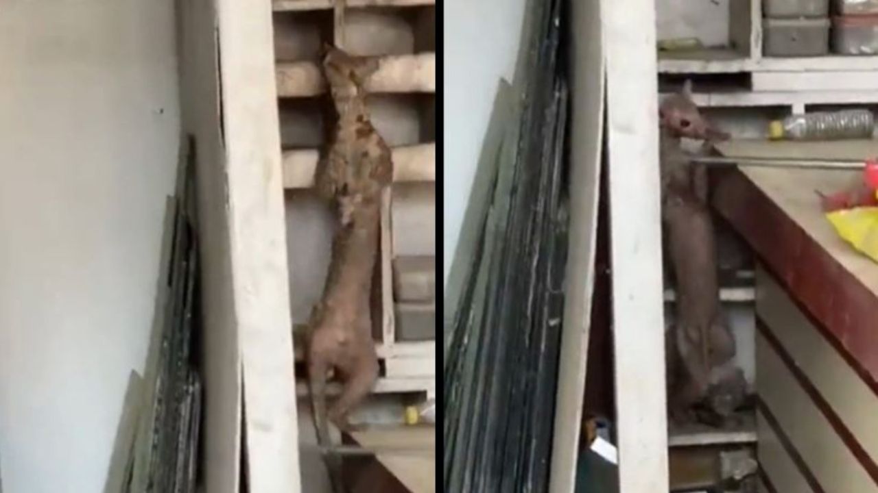 Video: दुकान के अंदर घुस गया अजीबो-गरीब जानवर, वन विभाग के अधिकारी भी हुए हैरान