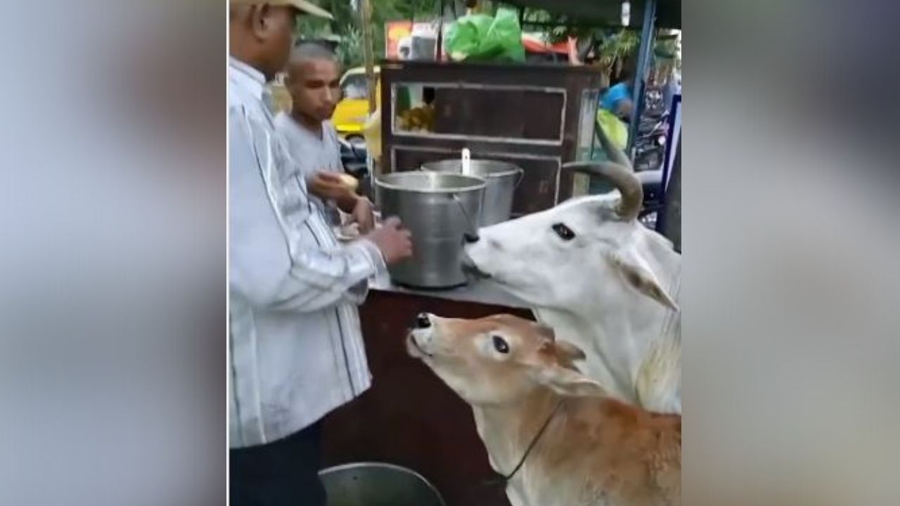 Video: गाय ने अपनी बछिया के साथ मिलकर खाएं गोलगप्पे, तो  वीडियो को देखकर भावुक हुए लोग