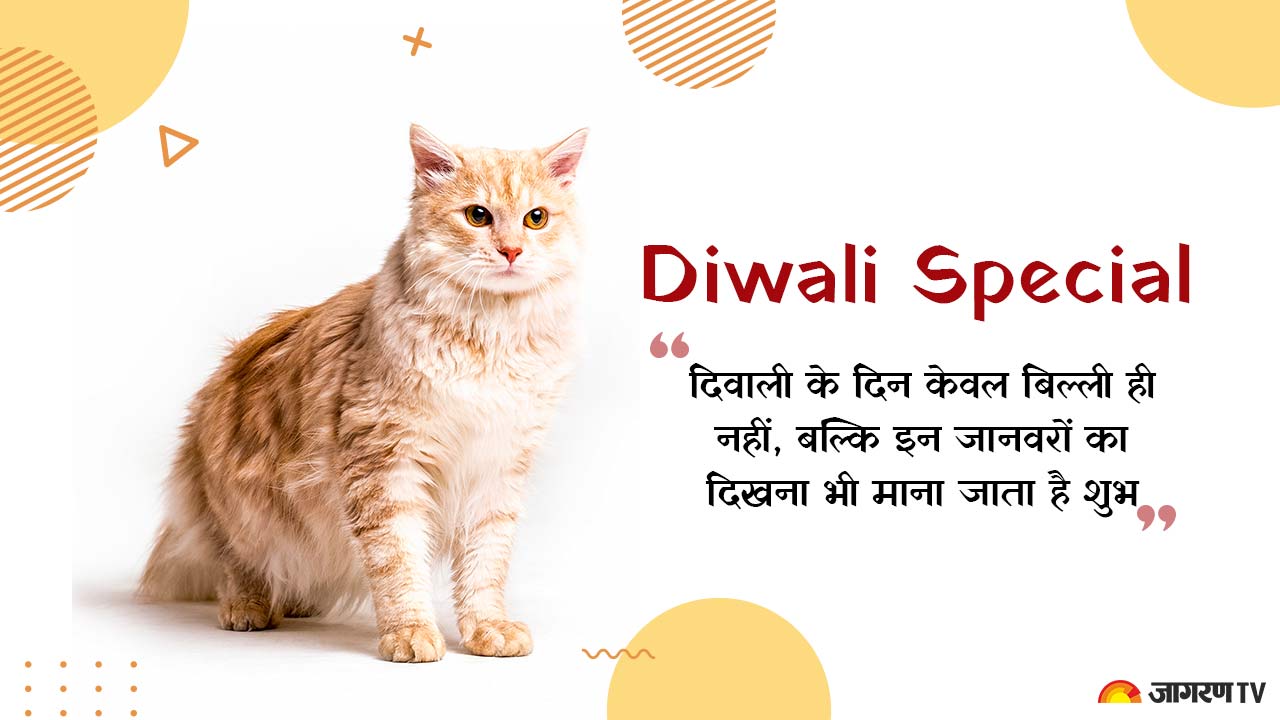 Diwali Special: दिवाली पर केवल बिल्ली ही नहीं, बल्कि इन जानवरों का दिखना भी माना जाता है शुभ