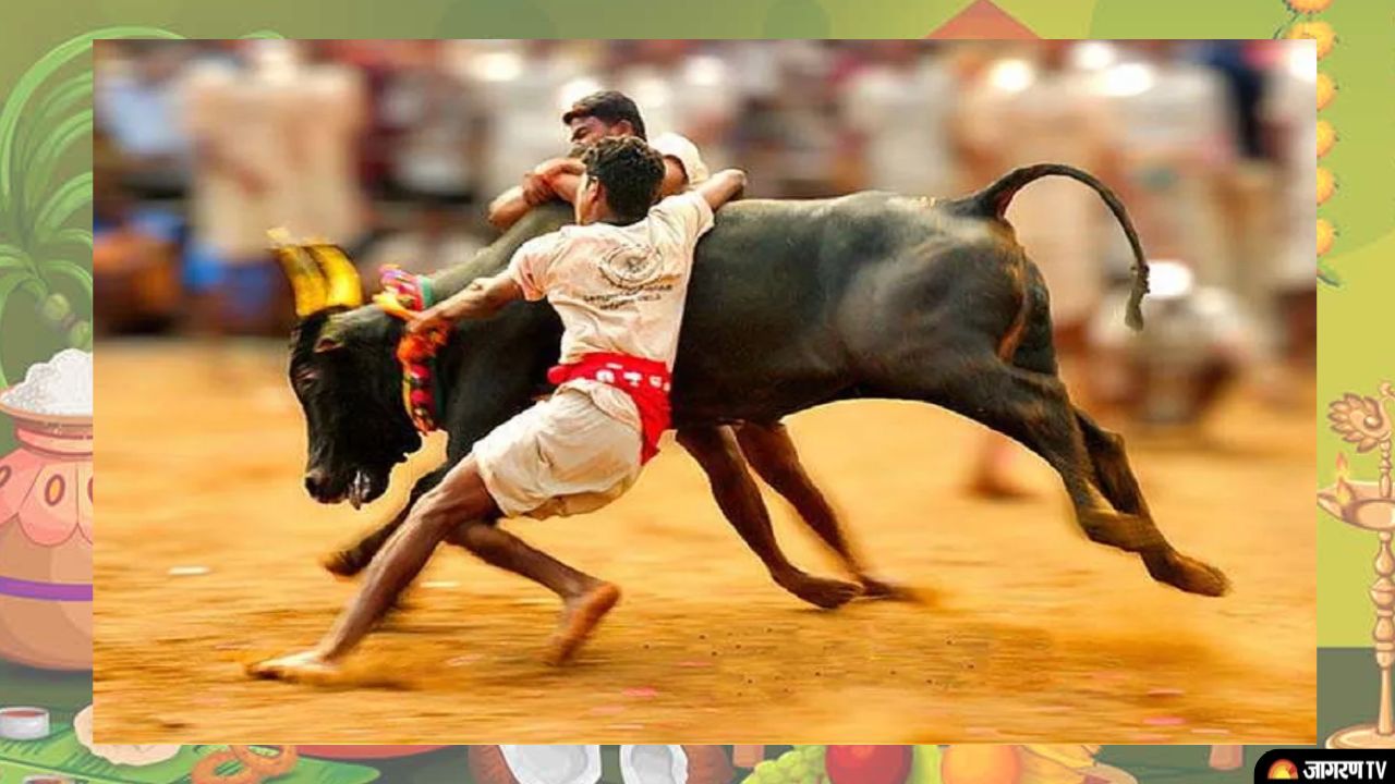 EXPLAINED: Why Jallikattu is celebrated, important facts about the festival
