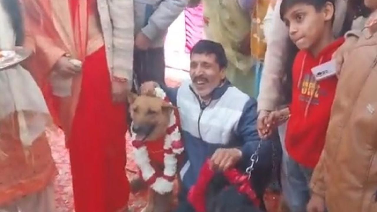 Viral Video: उत्तर प्रदेश में कुत्ते की हुई भव्य शादी, देसी घी के खाने से लेकर ढ़ोल नगाड़े ने लूटी महफिल