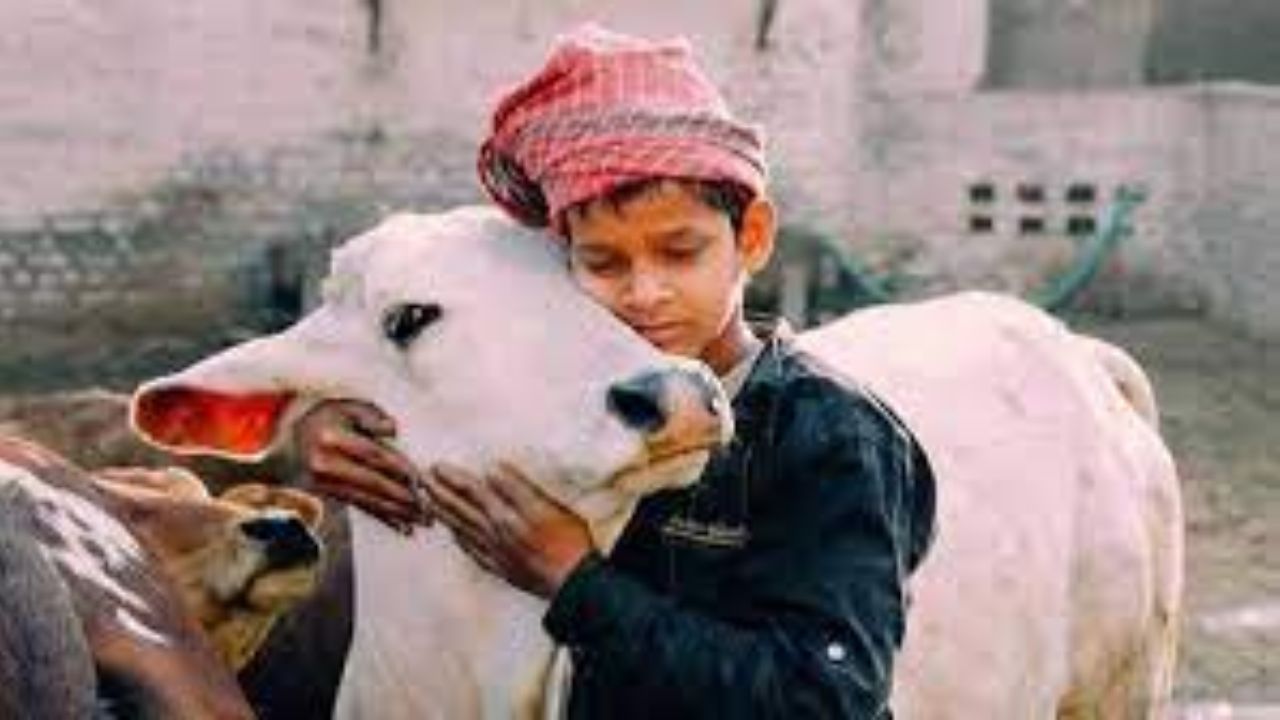 Cow Hug Day: क्या होता है काउ हग डे ? भारत ने क्यों की इसकी शुरुआत, जानिए इसके पीछे की वजह