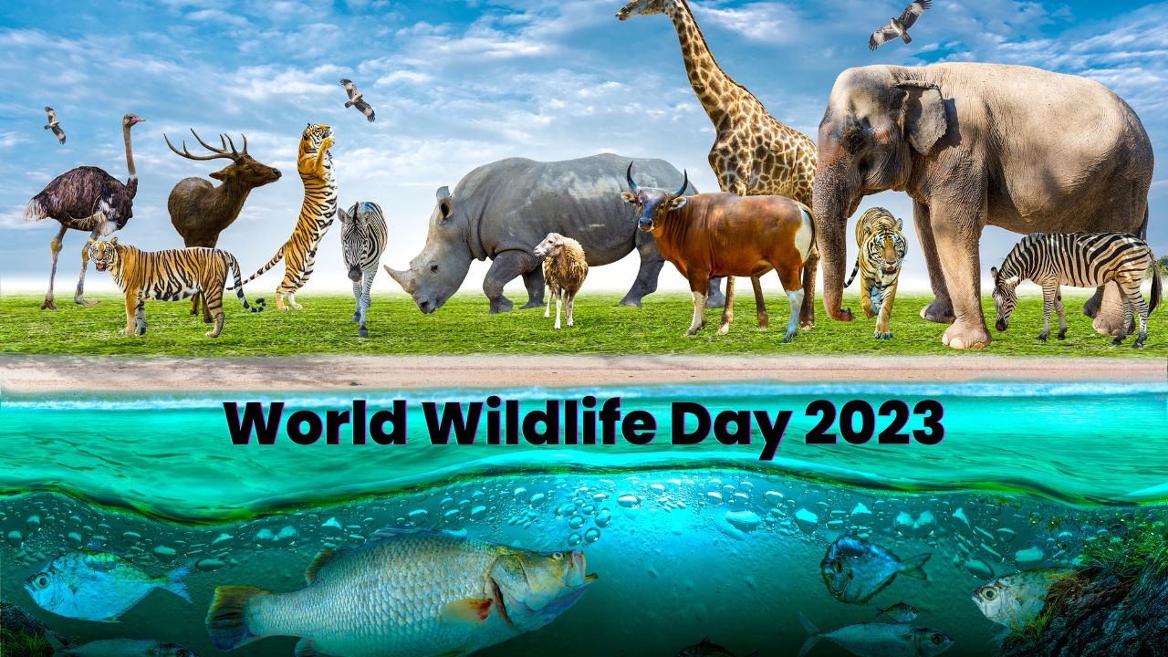 World Wildlife Day 2023 Why Wildlife Is Important for the Environment