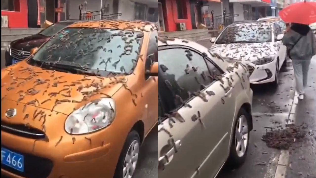 Viral Video : चीन के इस शहर में अचानक होने लगी कीड़ों की बारिश! सोशल मीडिया पर वायरल हुआ वीडियो