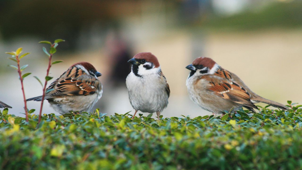World Sparrow Day 2023: History, Theme, Unique Traits of Sparrows, Facts and more