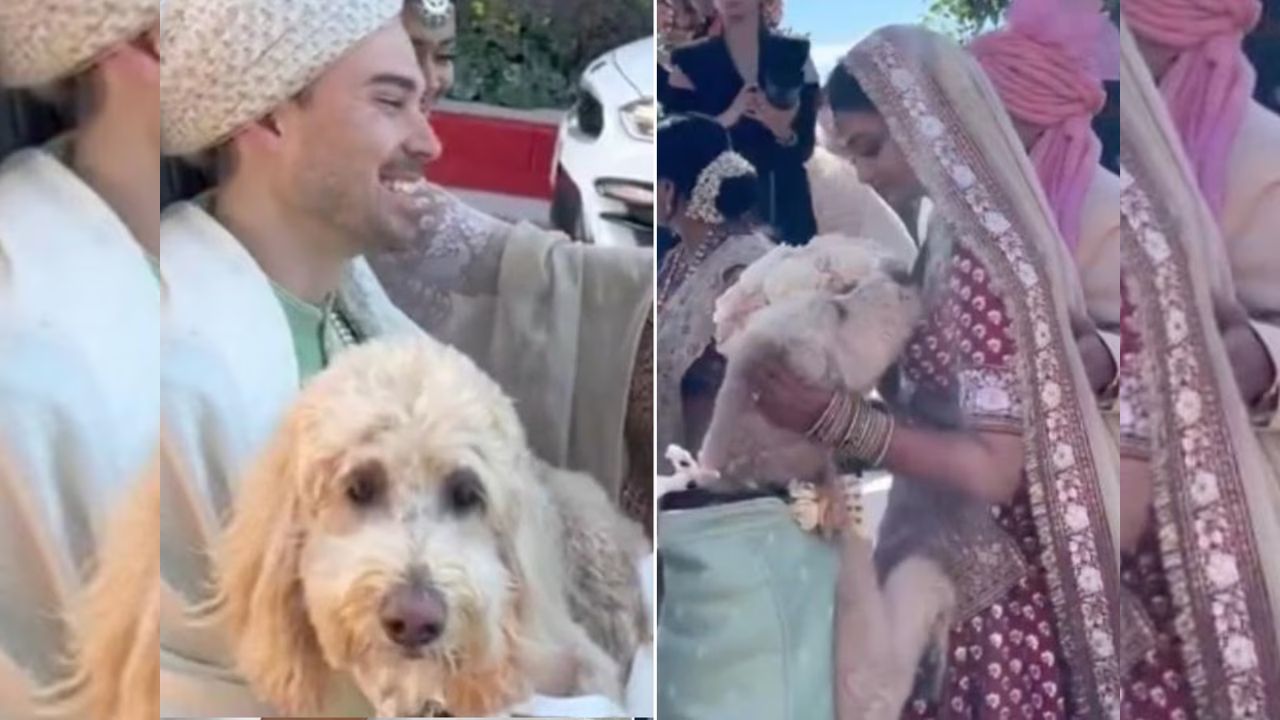 Viral Video: दुल्हन ने अपने Dog के लिए सिलवाईं दूल्हे की तरह शाही शेरवानी, फिर गले लगाकर किया Kiss