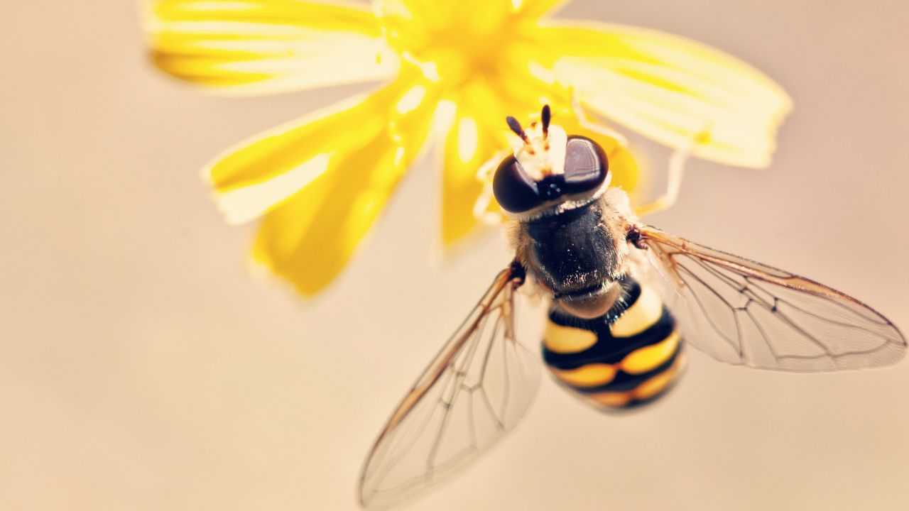 World Bee Day 2023 Theme, History, Significance, Quotes and more