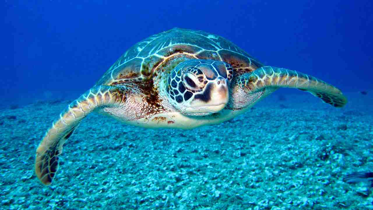 World Turtle Day 2023 Date, History, Significance, Theme, Facts and more