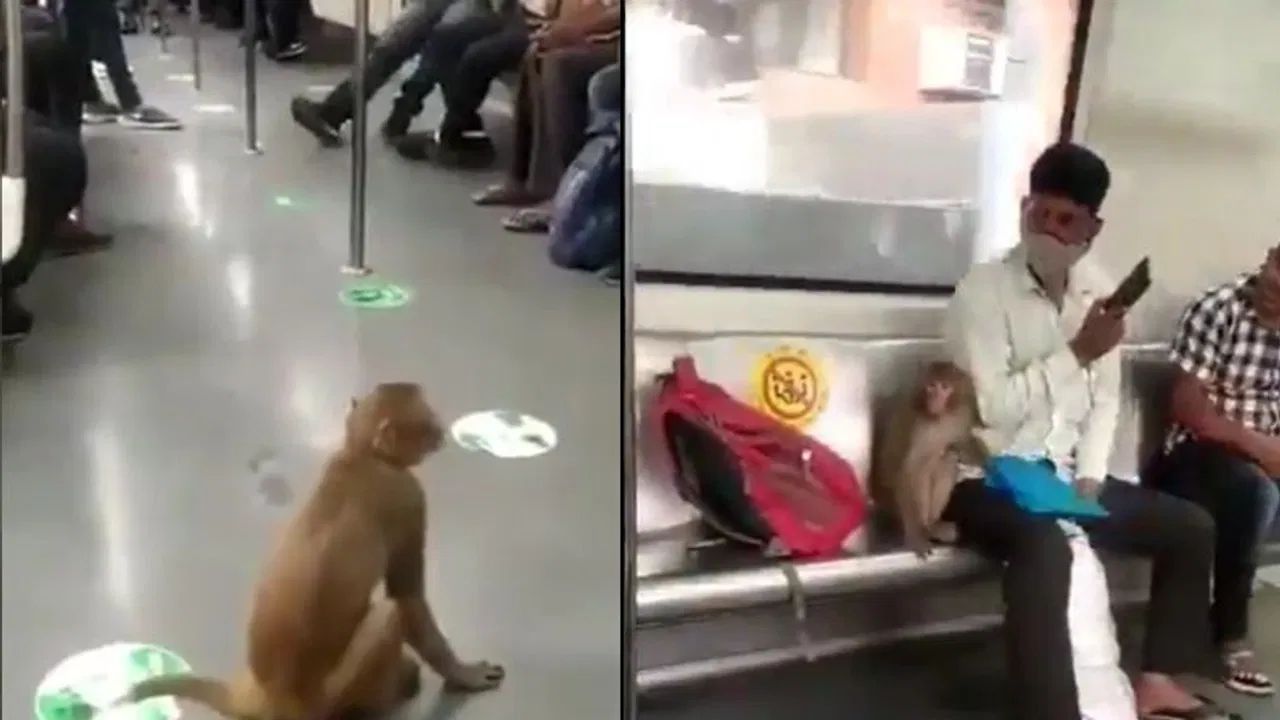 Delhi Metro Video: दिल्ली मेट्रो के अंदर घुस आया शरारती बंदर, यात्रियों के बीच जाकर कर दिया भारी बवाल