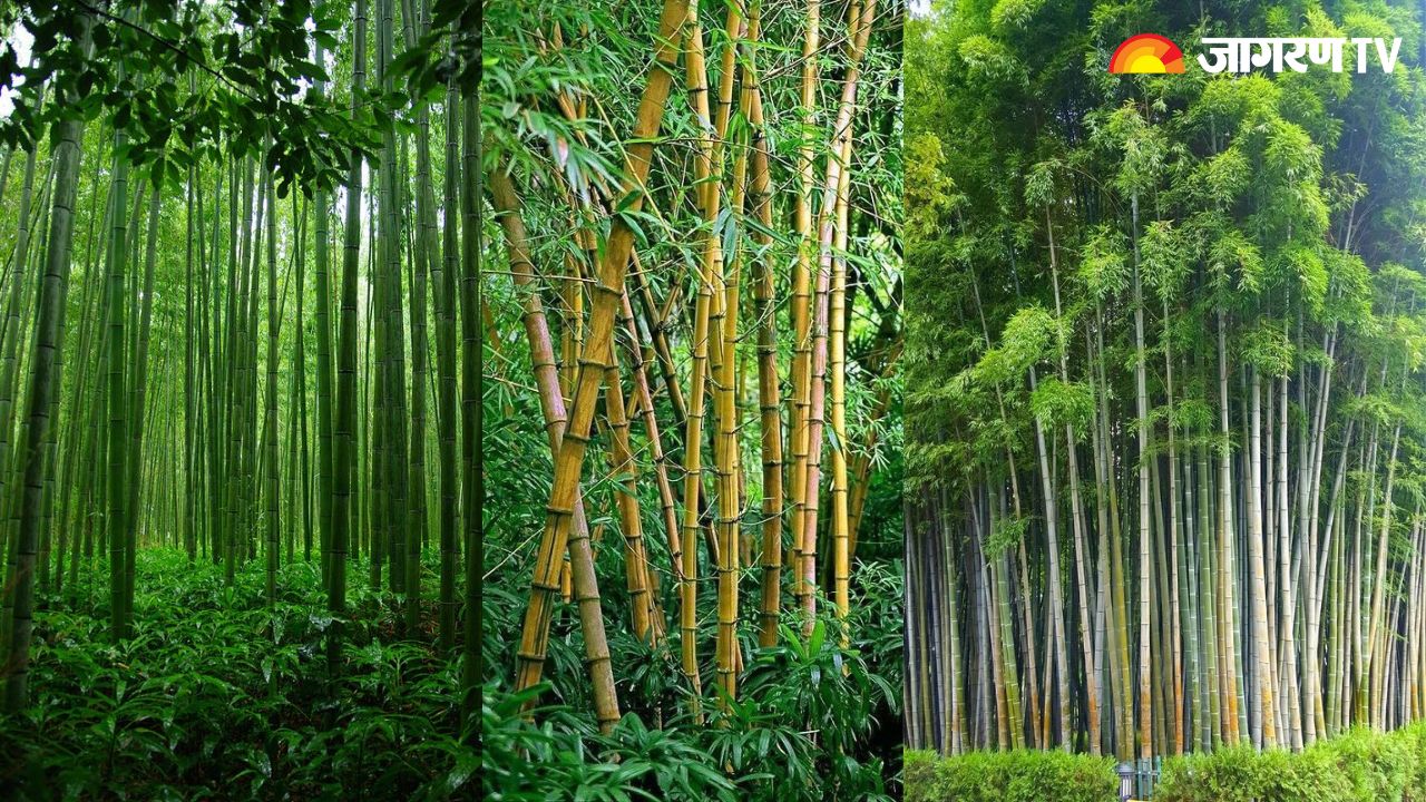 World Bamboo Day 2023: क्यों मनाया जाता विश्व बांस दिवस, जानें महत्व