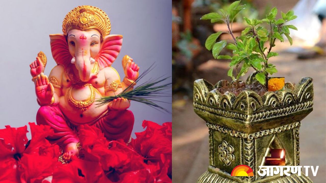 Ganesh Chaturthi 2023: बप्पा की पूजा में क्यों नहीं चढ़ाते तुलसी, जानें क्यों रहते हैं गणेश जी देवी तुलसी से नाराज़