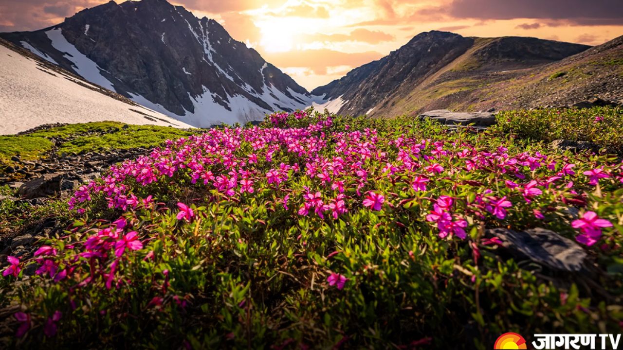 Exploring India: Beautiful Indian Flower Gardens You Must Visit For a Breathtaking Experience