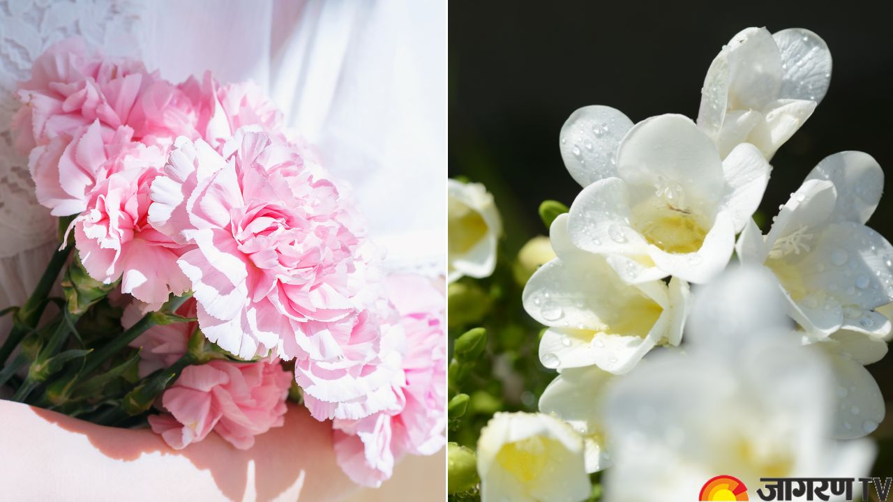 Mother’s Day 2025: Gift These Beautiful Flowers to Your Mother on Her Special Day
