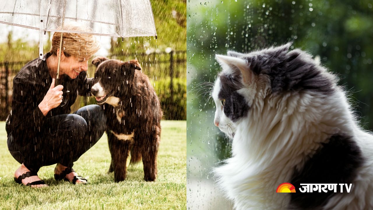 Monsoon Pet Care: Common Infections And Health Problems Faced By Animals During The Rainy Season