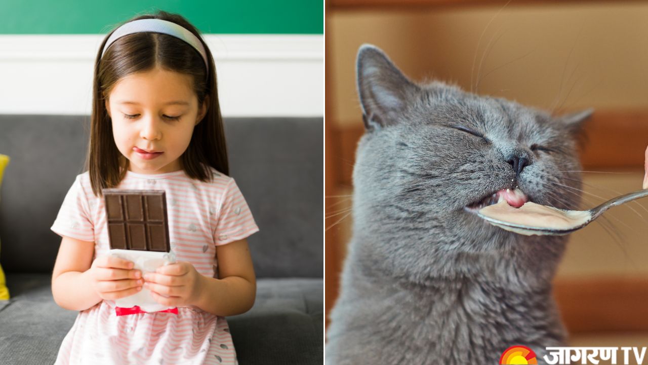 World Chocolate Day 2025: How Much Chocolate is Too Much? Know Potential Risks, Facts, and More
