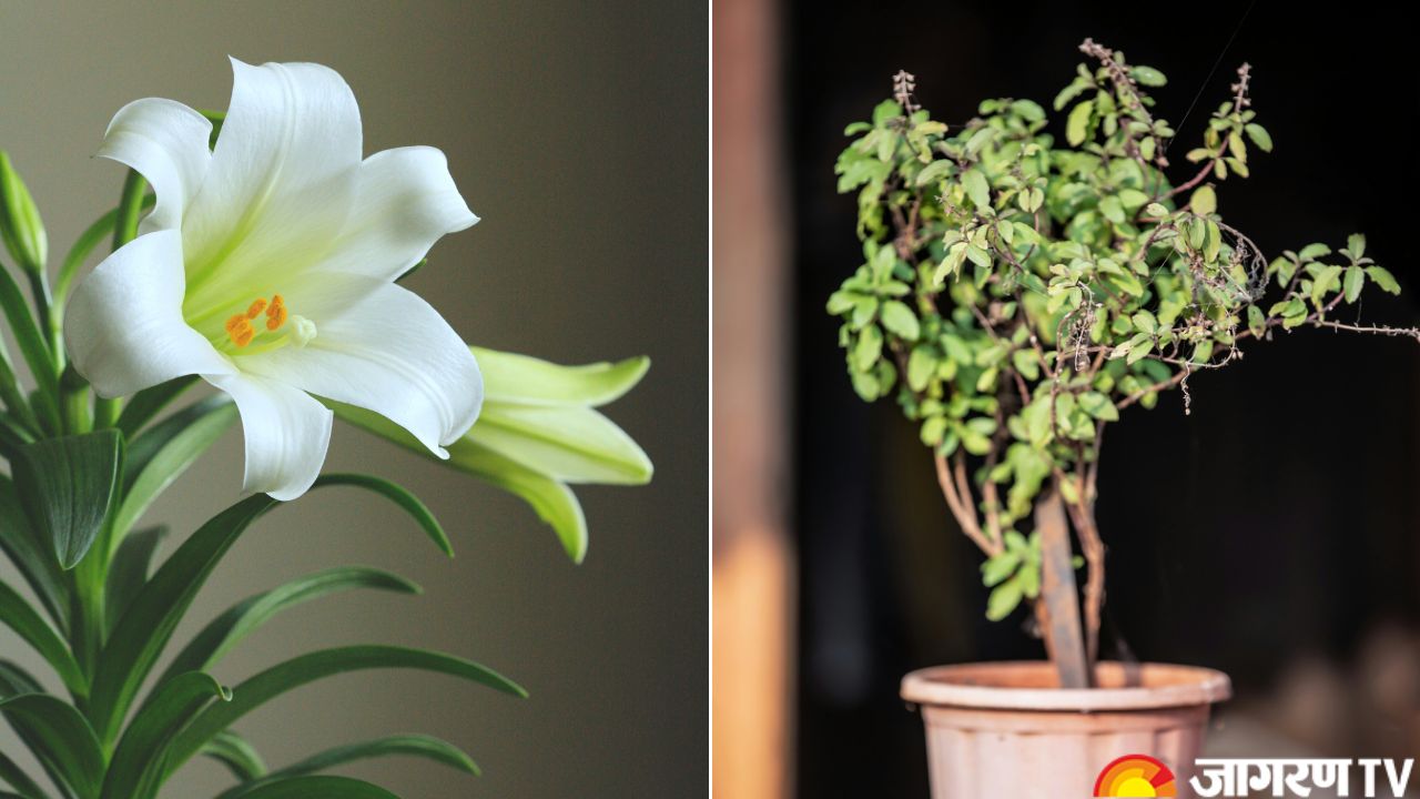 Monsoon Home Care: Best Plants to Grow During the Indian Rainy Season