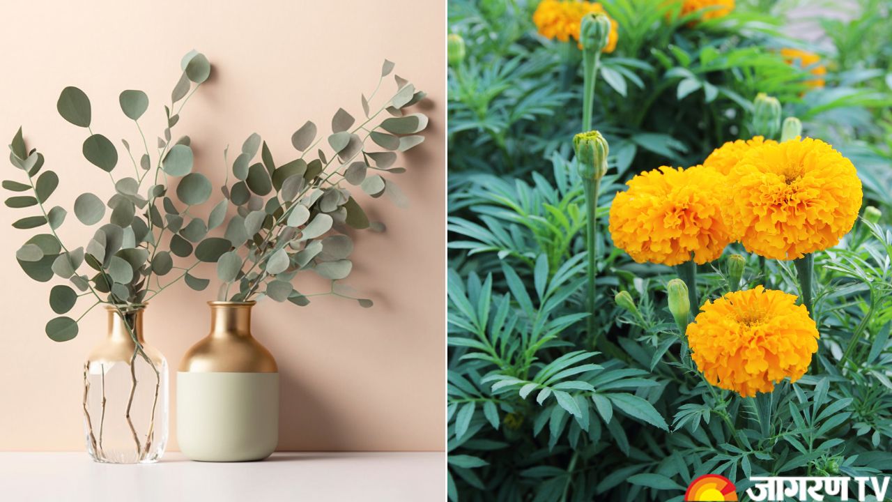 Monsoon Home Care: Best Indoor Plants to Protect Your Home From Mosquitoes During Rainy Season