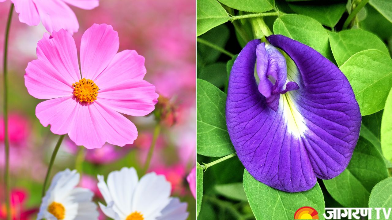 Monsoon Plants: Beautiful Rainy Season Flowers For a Happy and Colourful Indoor Space