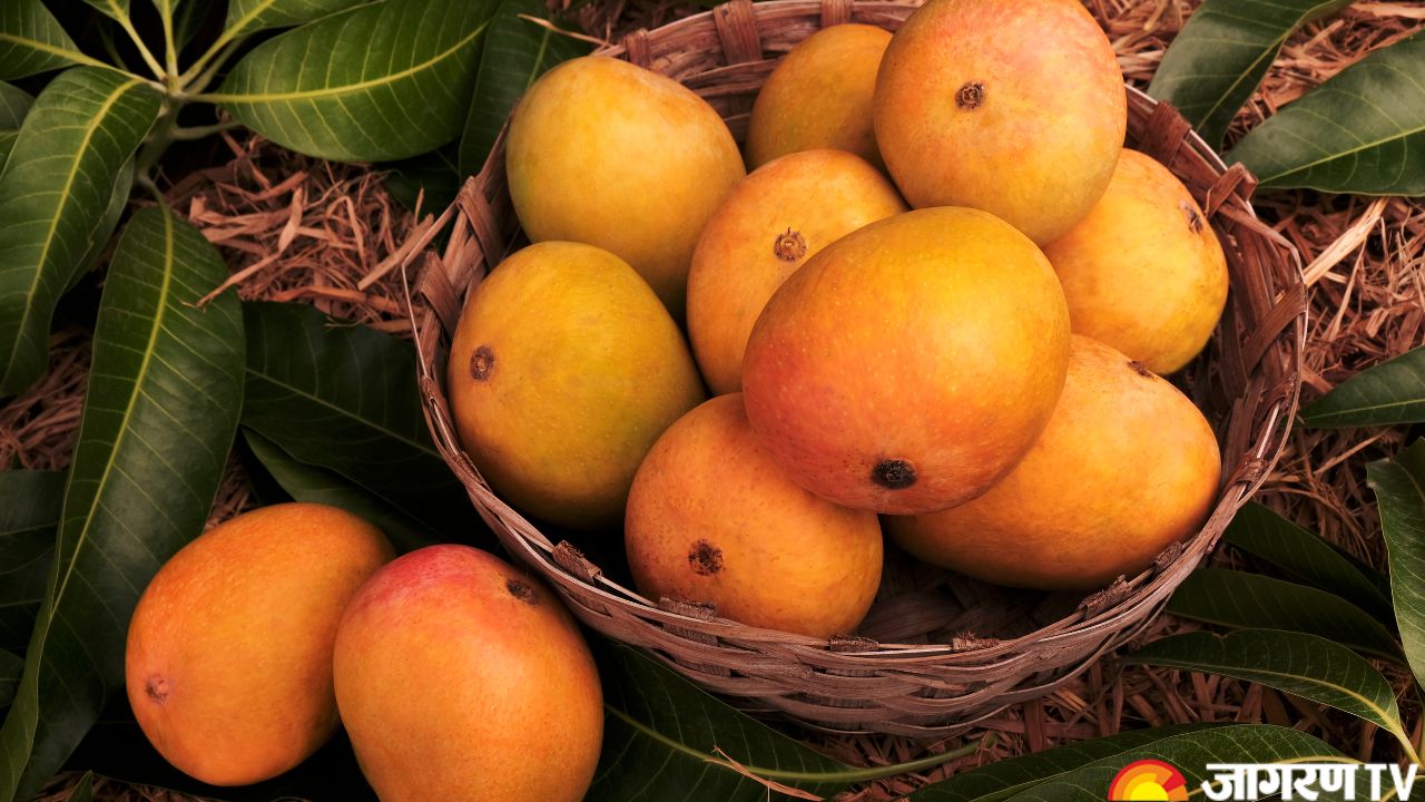 National Mango Day 2025: Where was Mango First Cultivated? Interesting Facts About The King of Fruits