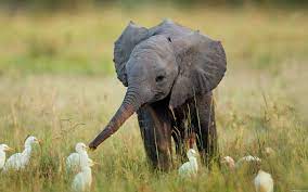 World Elephant Day 2021 Special! Here Are Some Super Cute Elephant Videos To Help You Fight The Mid-Week Blues!