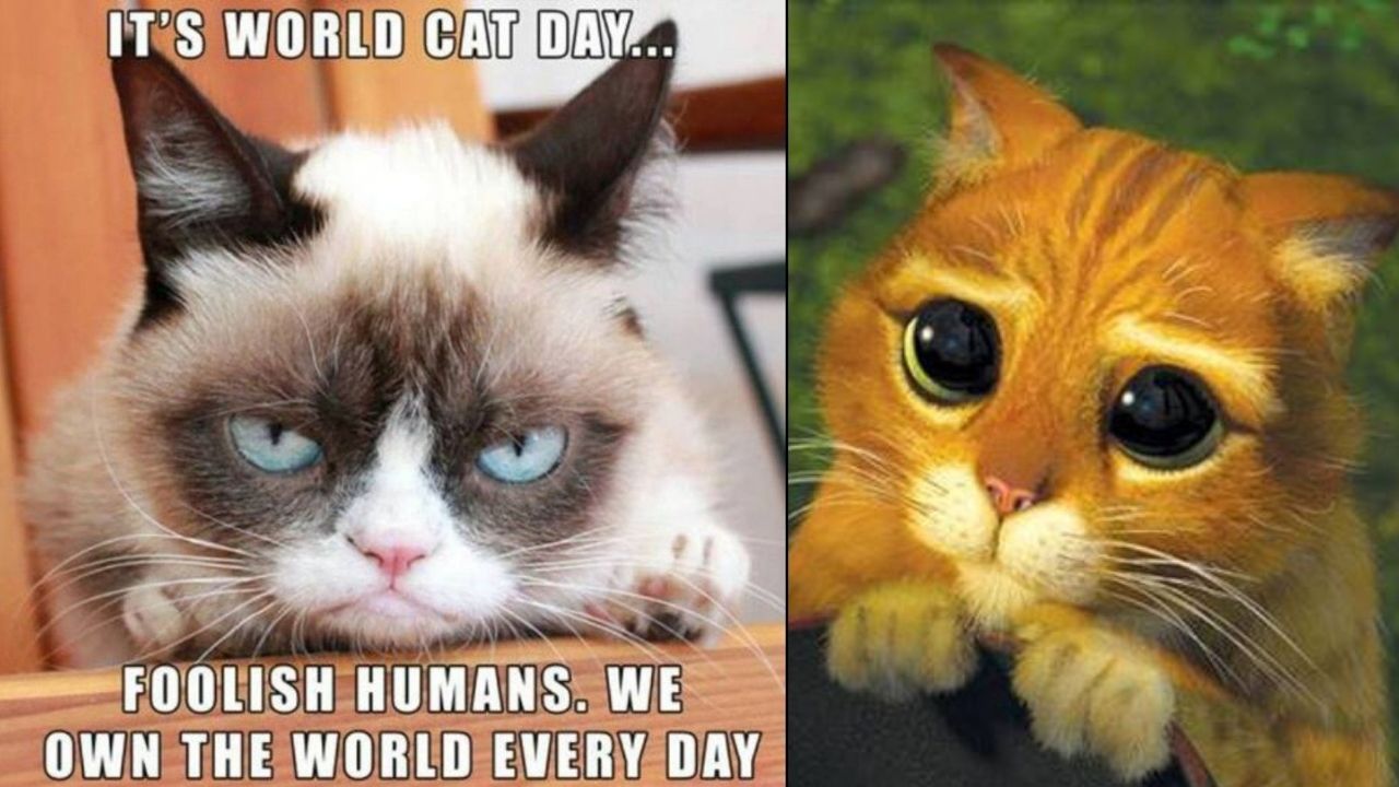 International Cat Day 2021 Funniest Viral Cat Videos of All Time