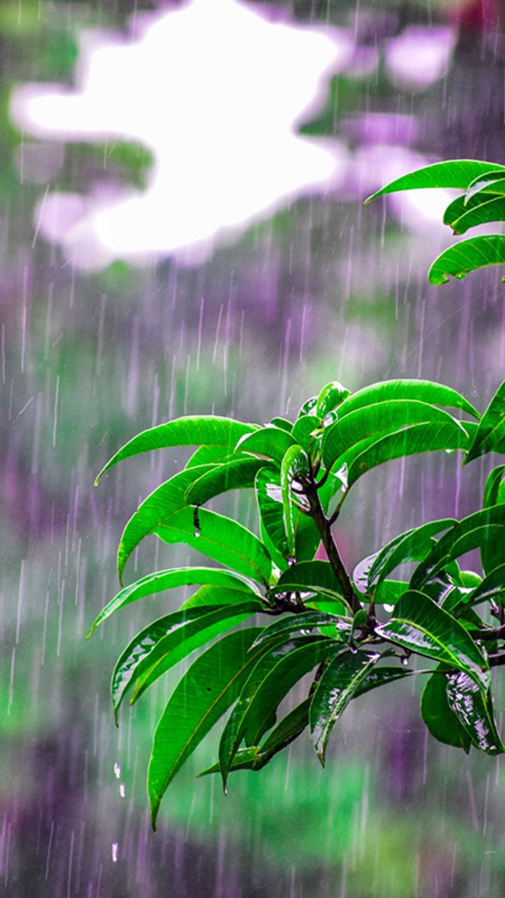 Monsoon 2022: Important Facts About Monsoon in India