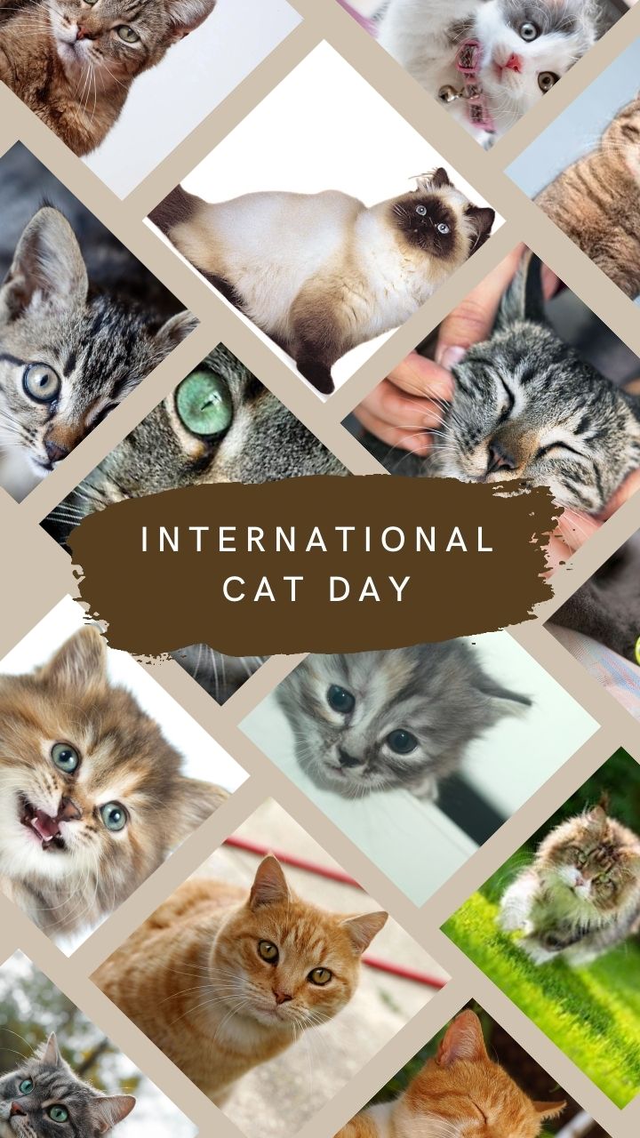 International Cat Day 2022: Most Adorable Cats of the World