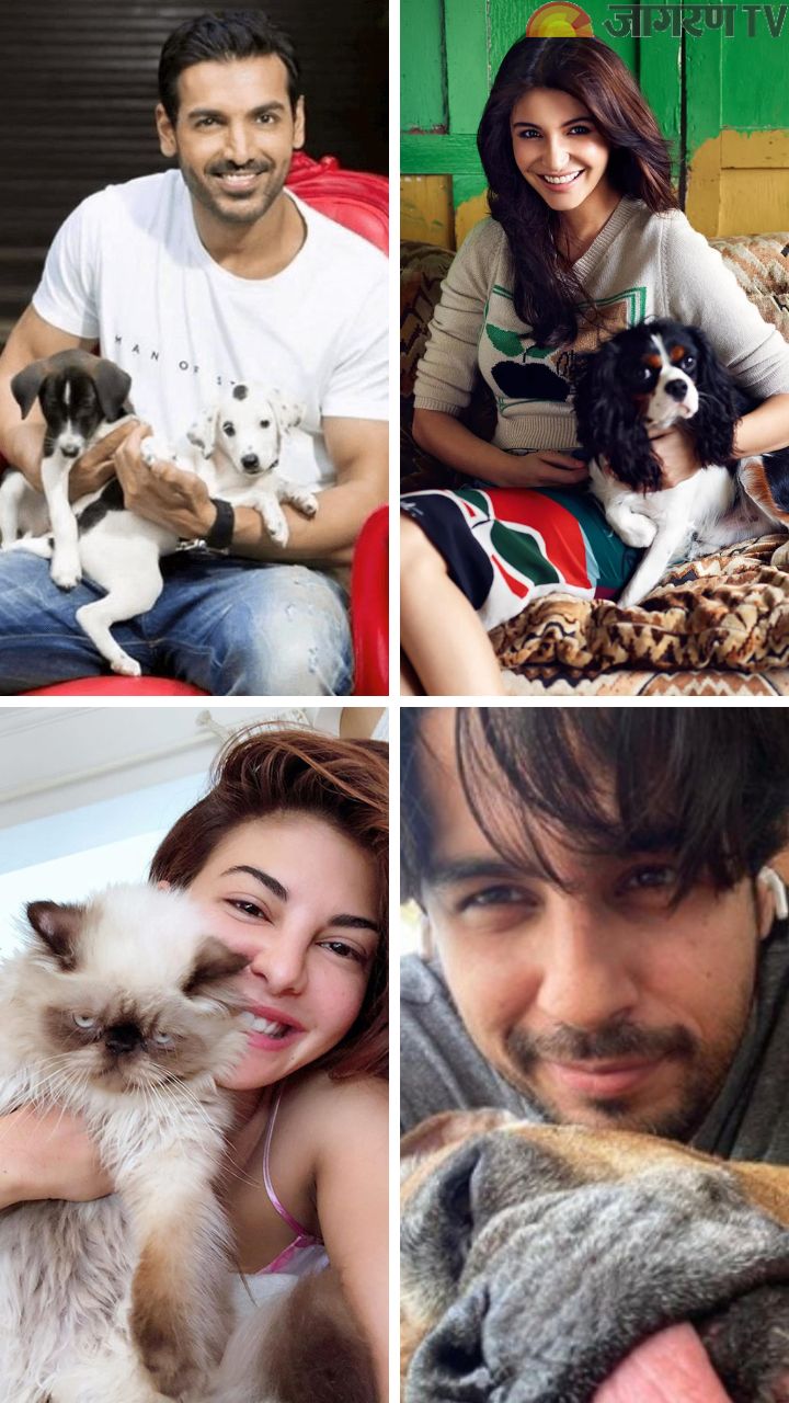World Animal Welfare day 2022: Actors actively supporting animal welfare organisation