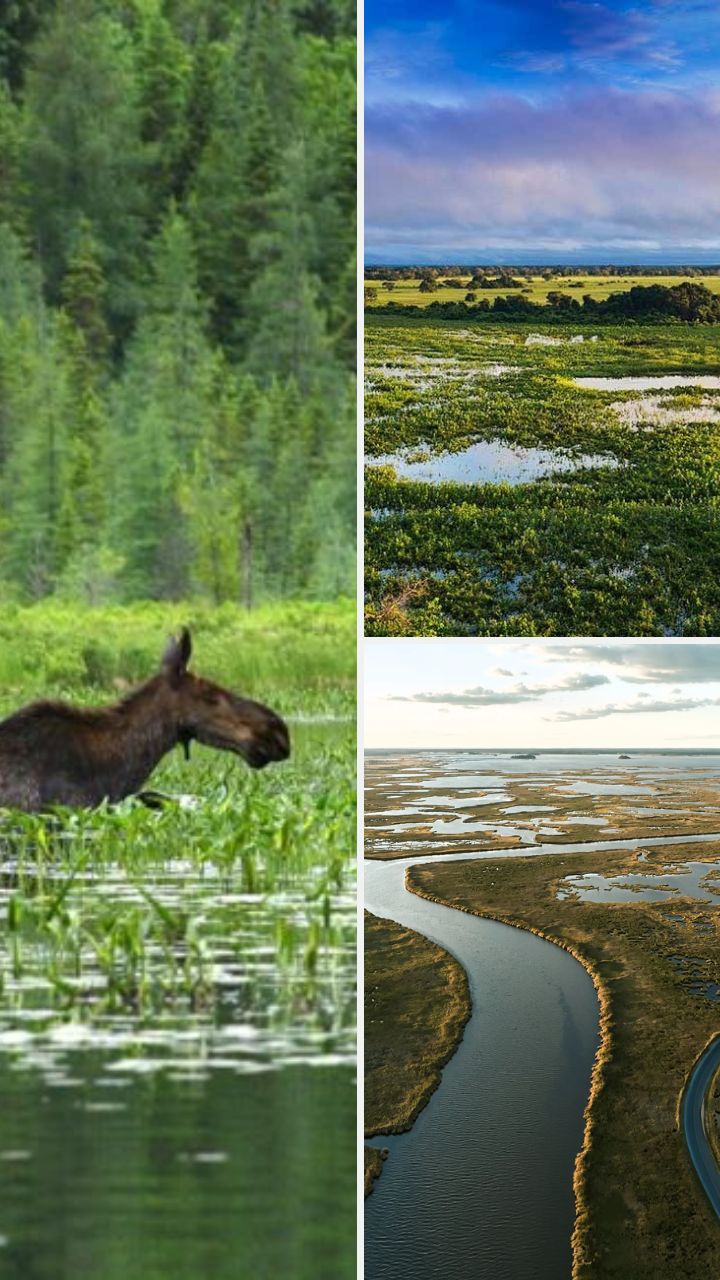 World Wetland Day 2023: Meaning, Types, Ramsar Convention & More