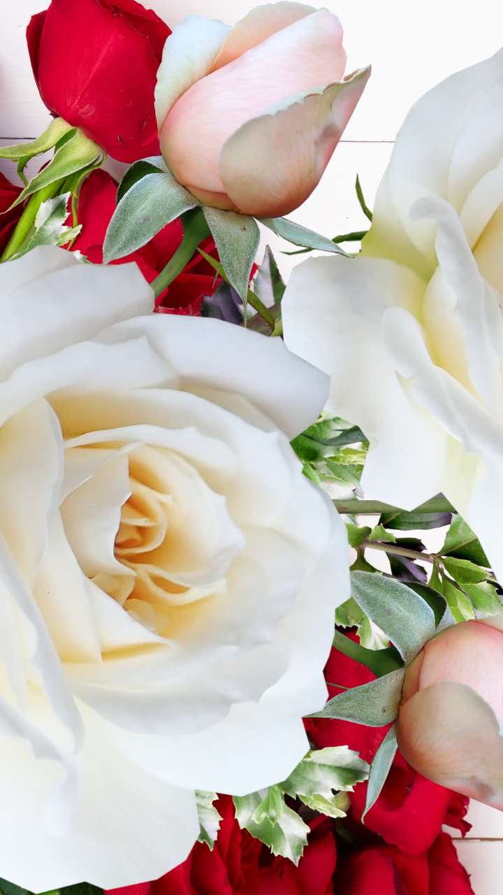 Happy Rose Day: Rose Day 2023: Seven different types of roses, their  special meaning for Valentine's Day - The Economic Times