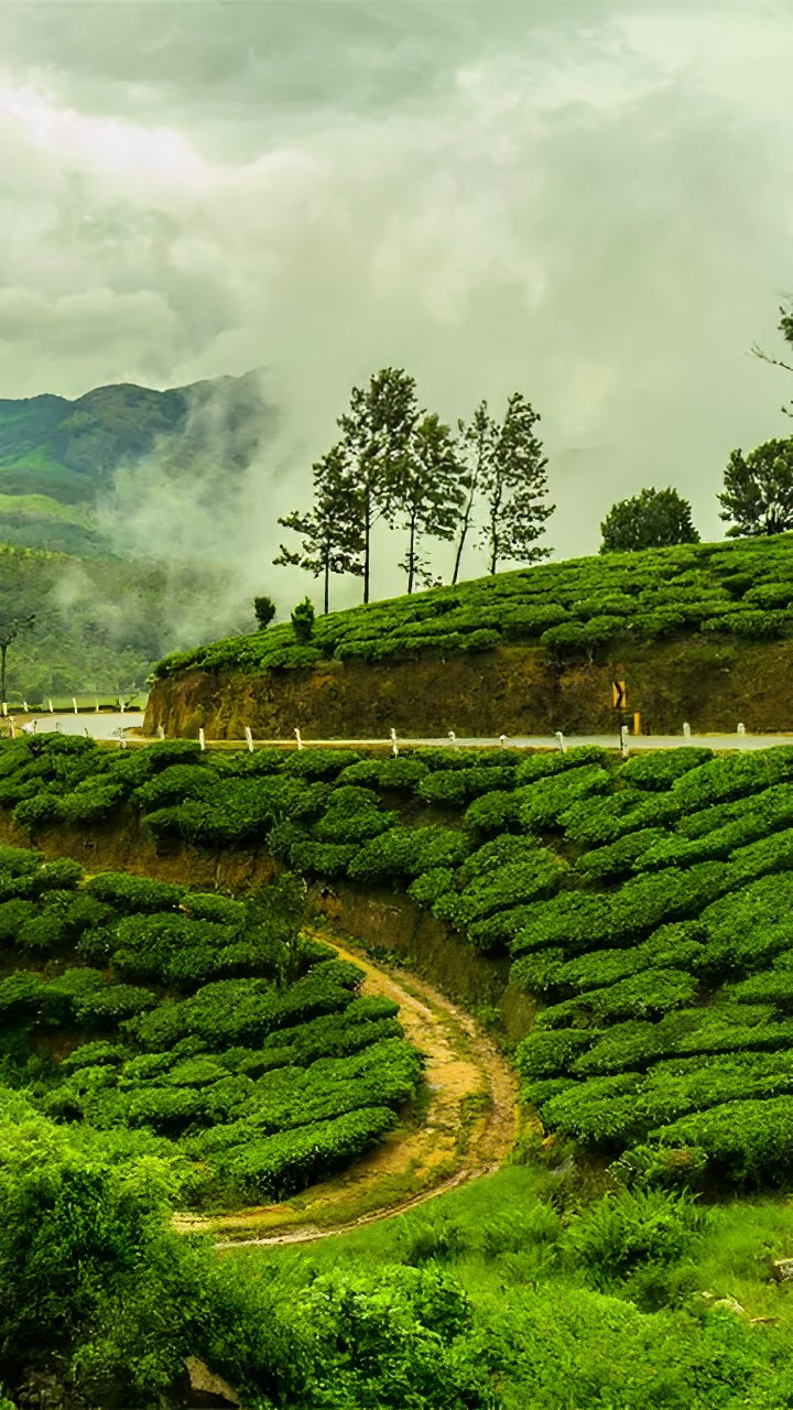 International Tea Day 2023: 10 Most Beautiful Tea Gardens Across ...