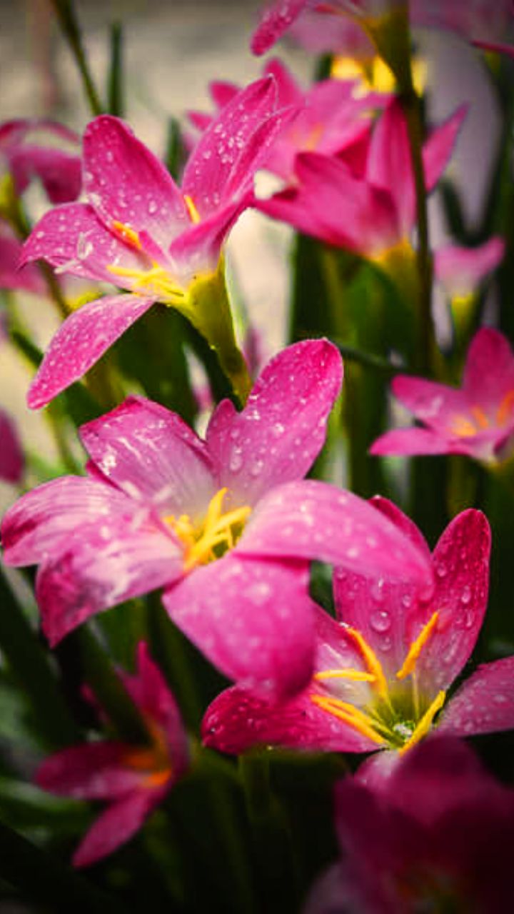 top-10-beautiful-monsoon-flowers-that-grow-very-easily