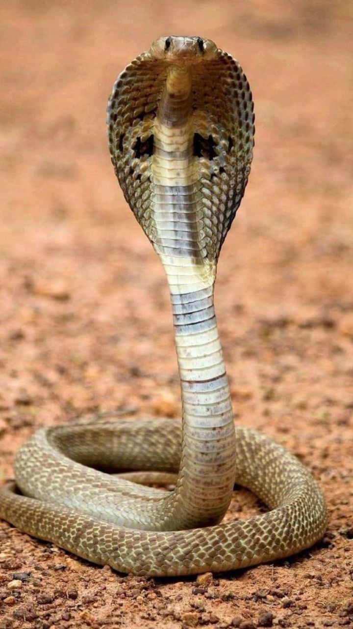 from Inland Taipan to black mamba most poisonous snakes in the world